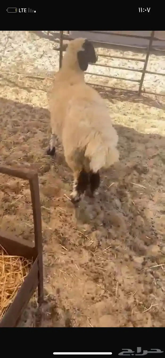 رخل للبيع 0