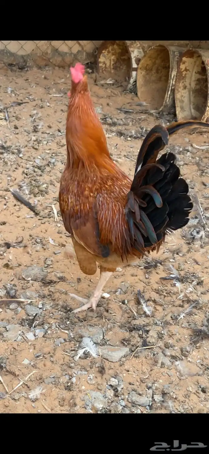 دجاج 1