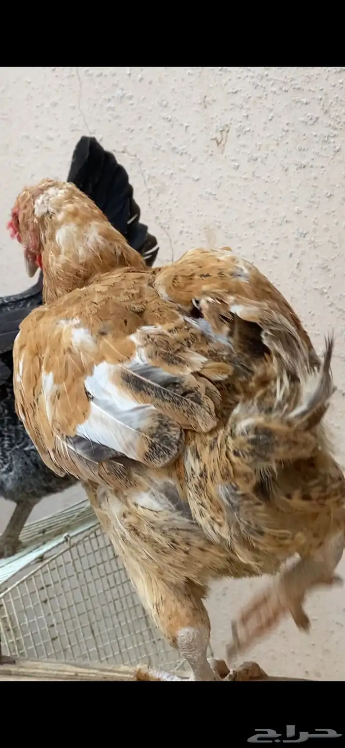 دجاج 6