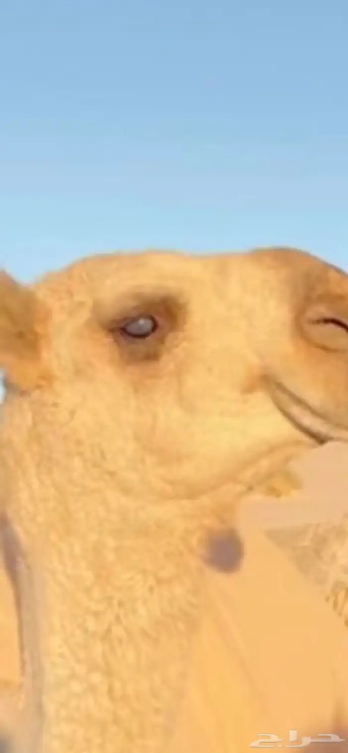 بياض عيون البل 0