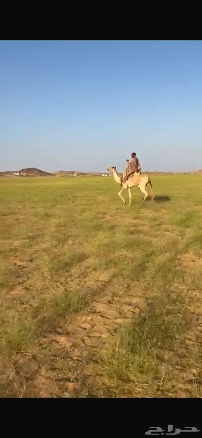 للبيع ركبي السن جذع طايع على جميع الشروط موقع المظيلف 0