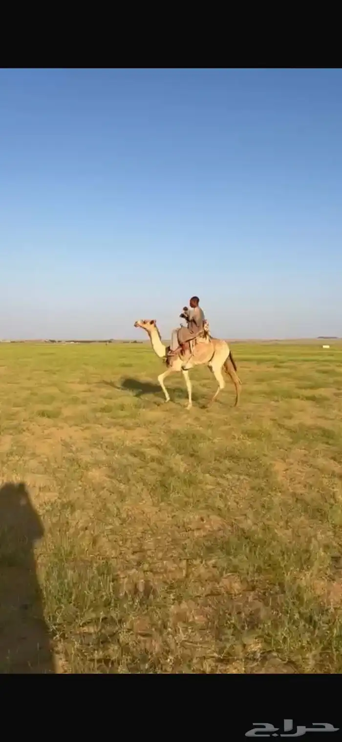 للبيع ركبي السن جذع طايع على جميع الشروط موقع المظيلف 1