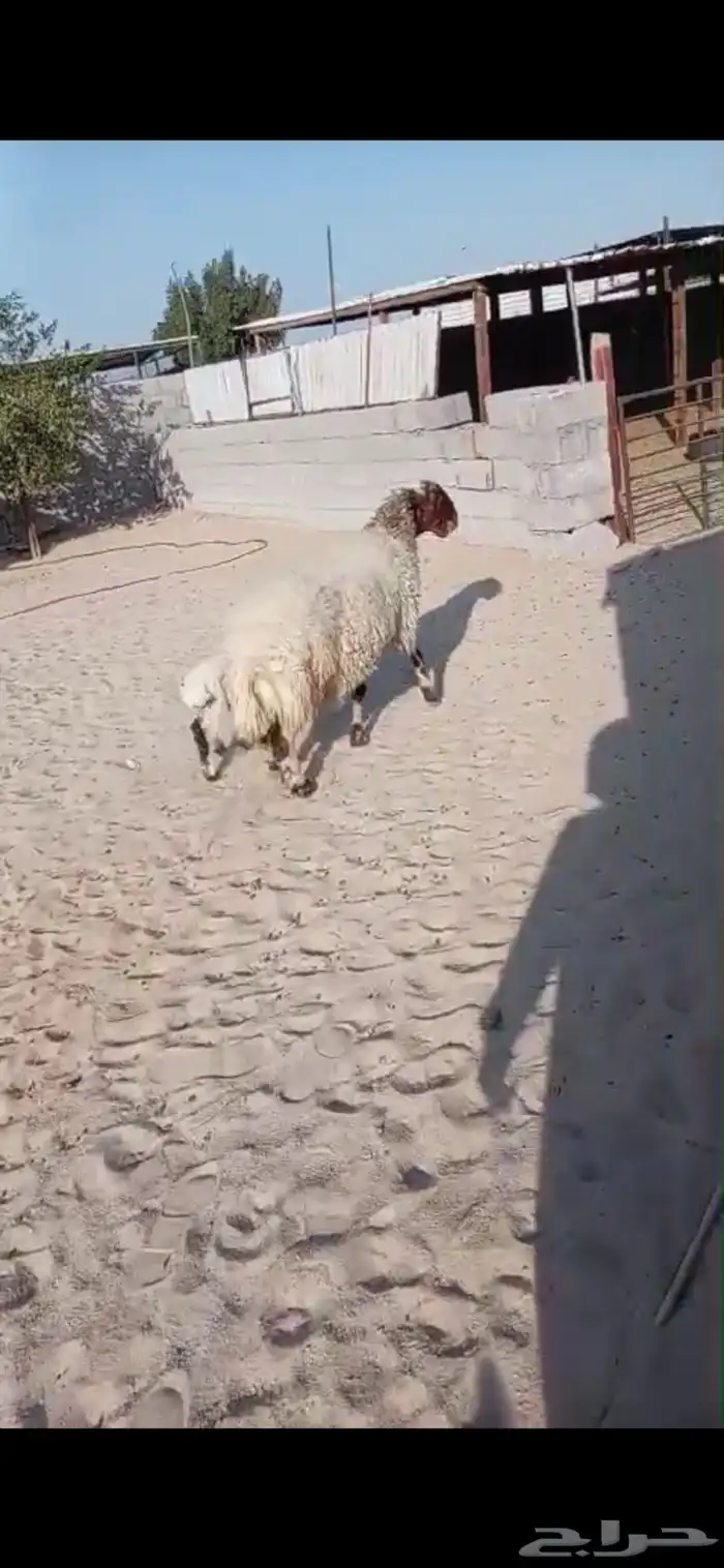 رغوث نعيمه حدرها خروف 0