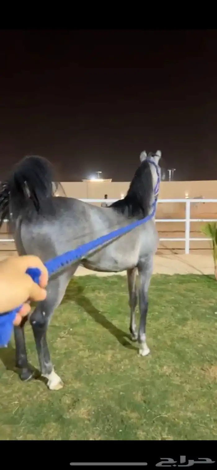 مهر ولد اليهانرو 2