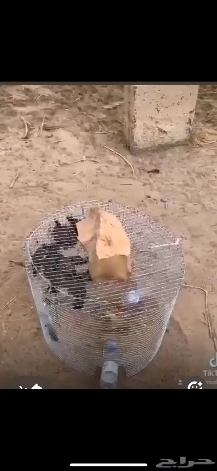 شبوك صيد الحمام والعصافير 1
