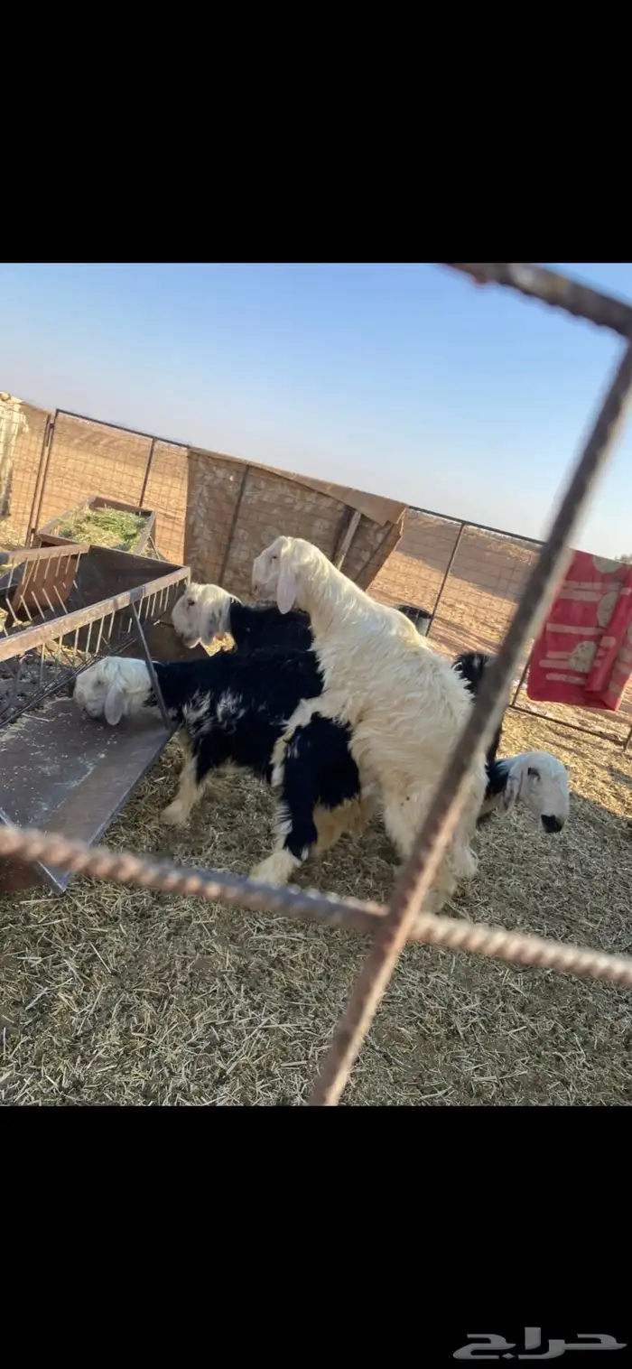 خروف ثني نجدي مشروط وجذع عيسى 3