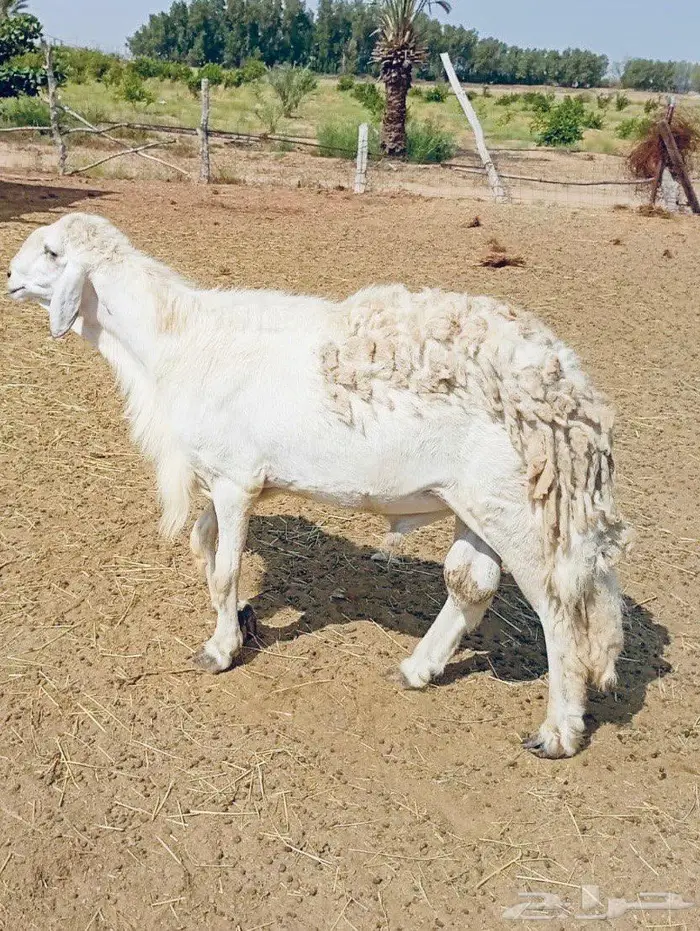 فحل حري من مراح صنف 0