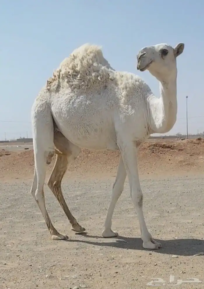 مفروده وضحى طويله وعدله 0