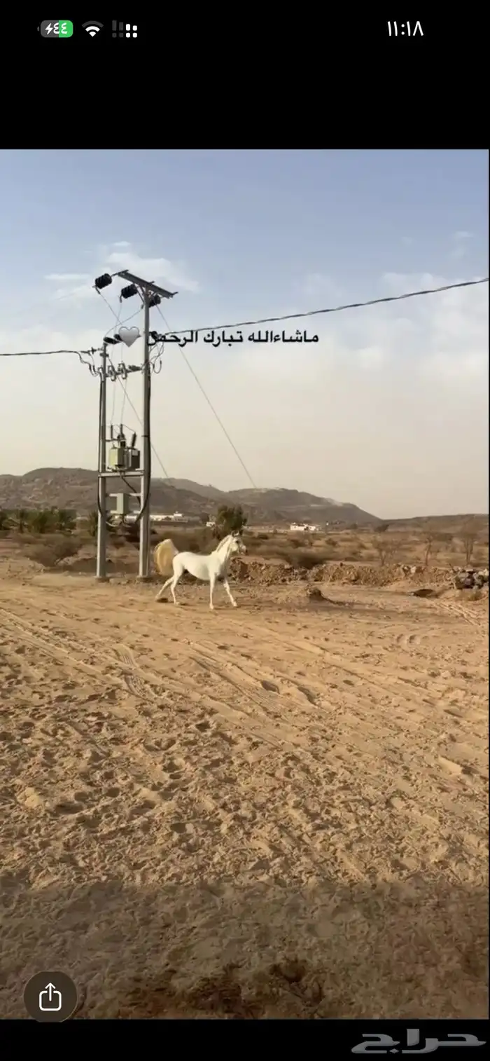 خيل شعبي كفو سليم على الشرط 2