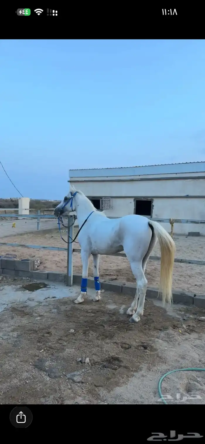 خيل شعبي كفو سليم على الشرط 0