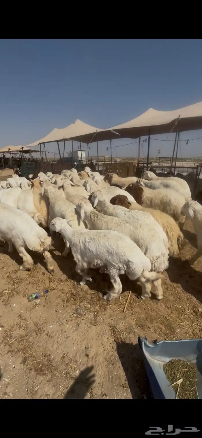 حريات جبر ووسط ونعيم جبر ووسط 2