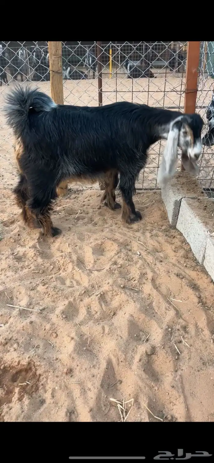 للبيع فحل عارضي كفو ومنتج تم البيع 2