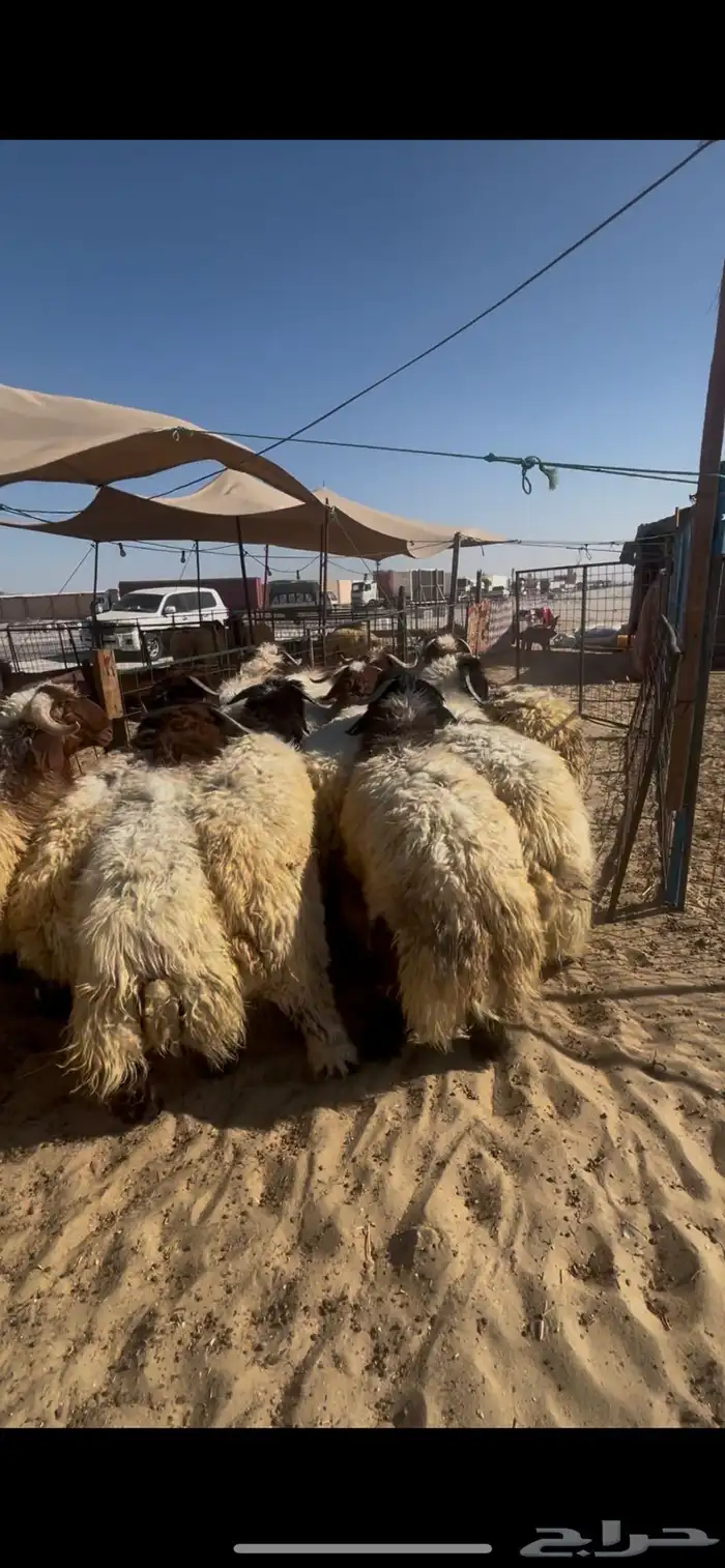 حريات جبر ووسط ونعيم جبر ووسط 7