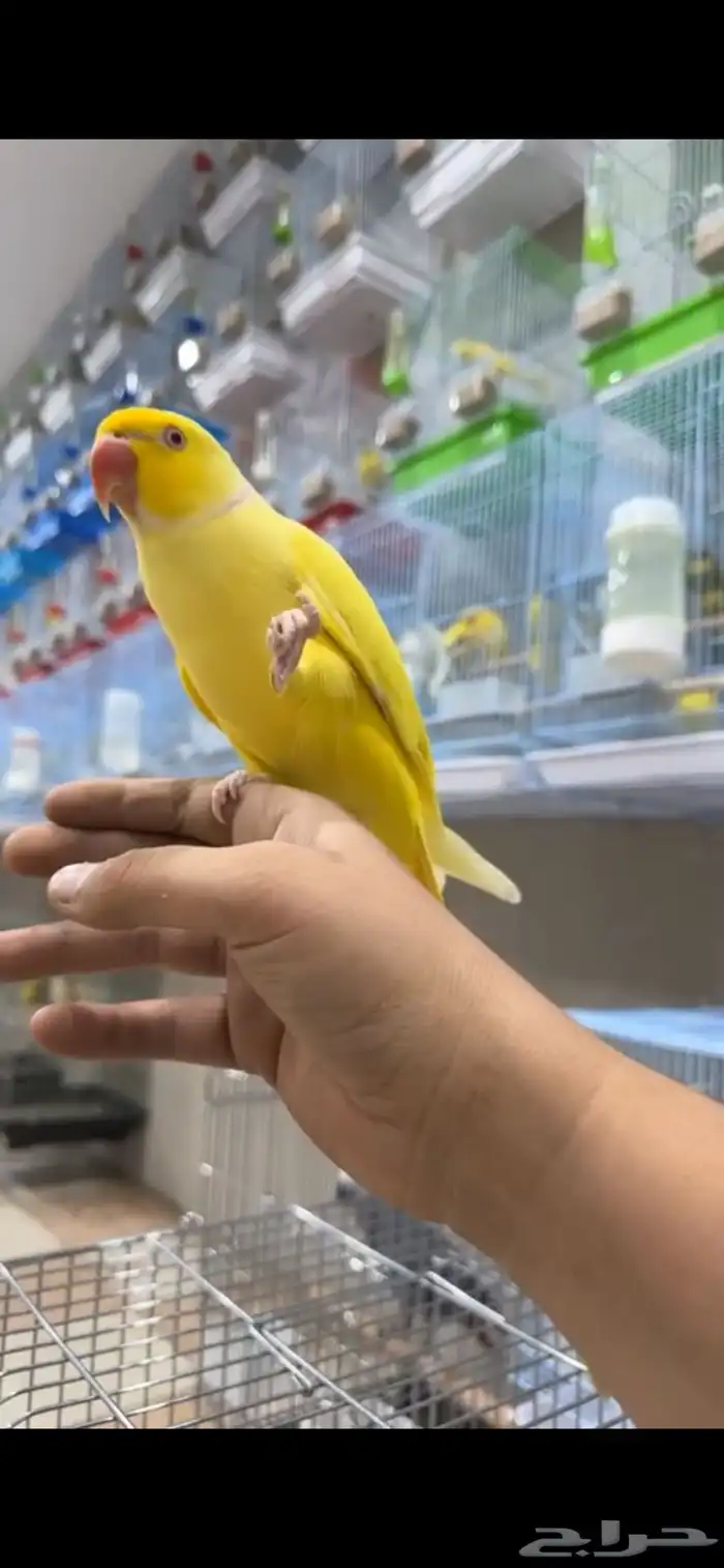 تم البيع تم البيع دره ذكر متكلم بطل 1