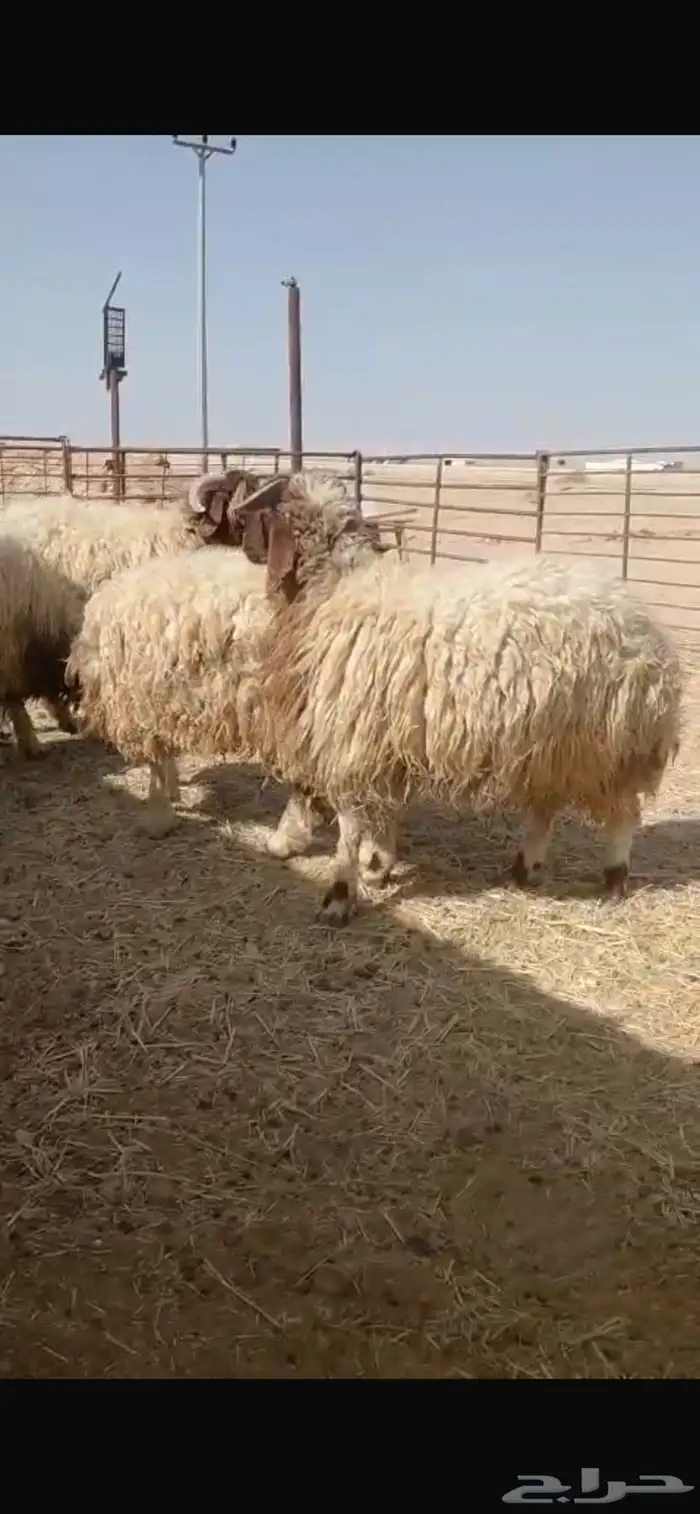 ذبايح نظيفه بري تمايم ضيفه 7