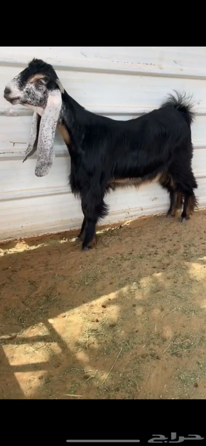 للبيع فحل عارضي كفو ومنتج تم البيع 1