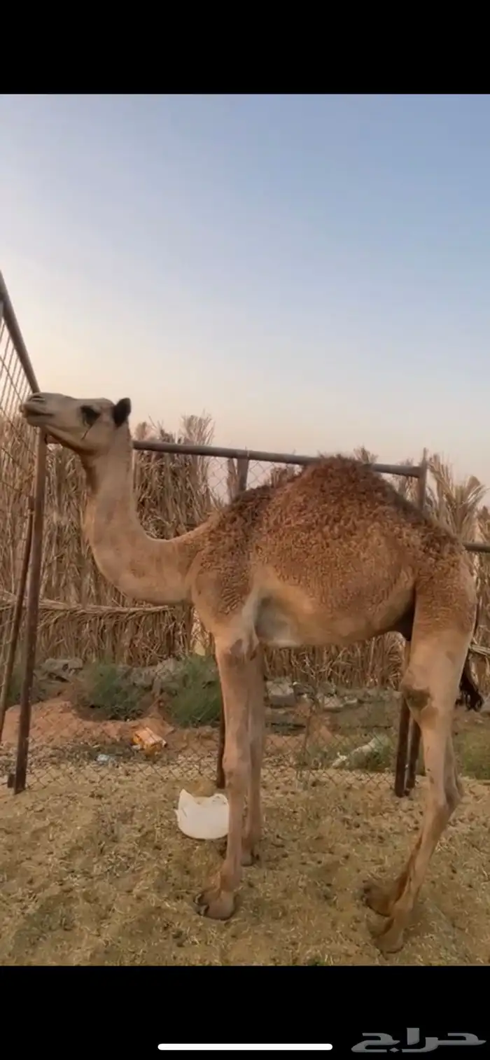 قعود 2