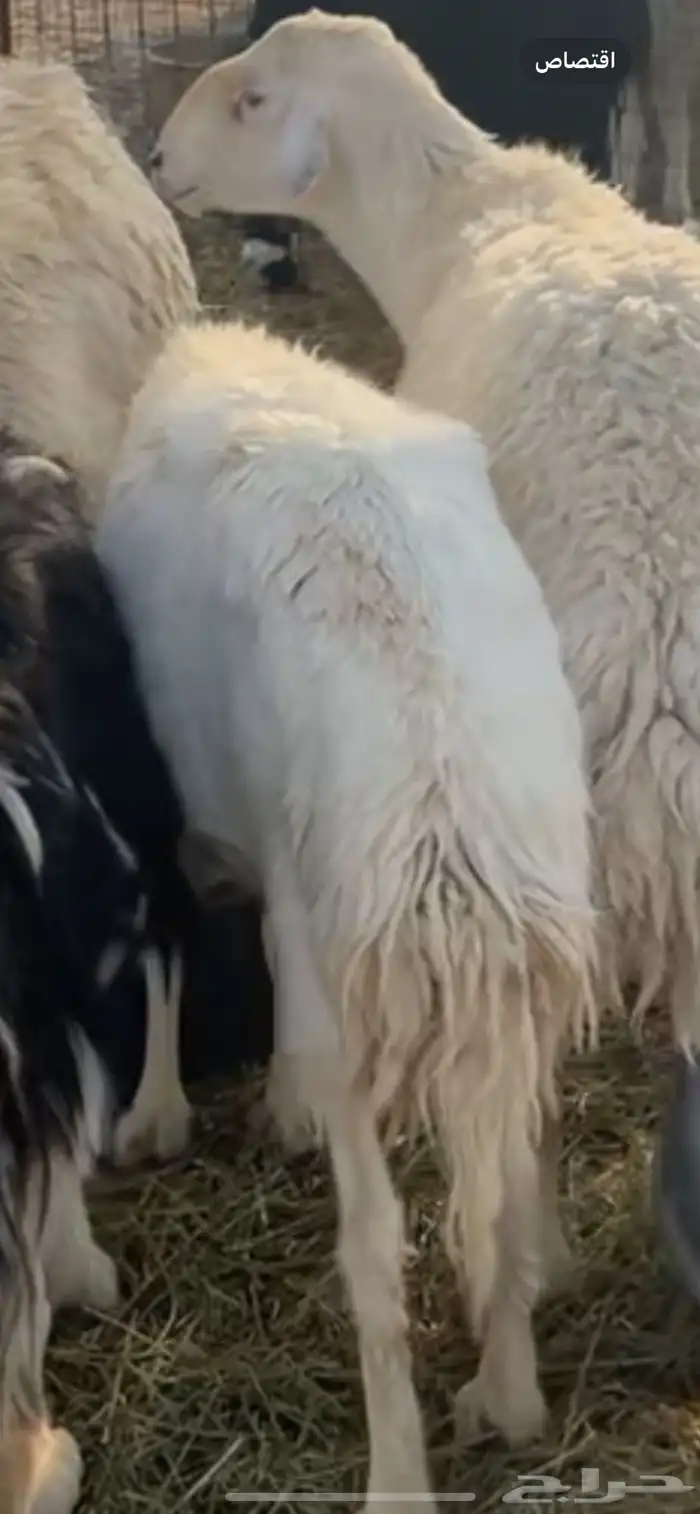 للبيع حريه 0