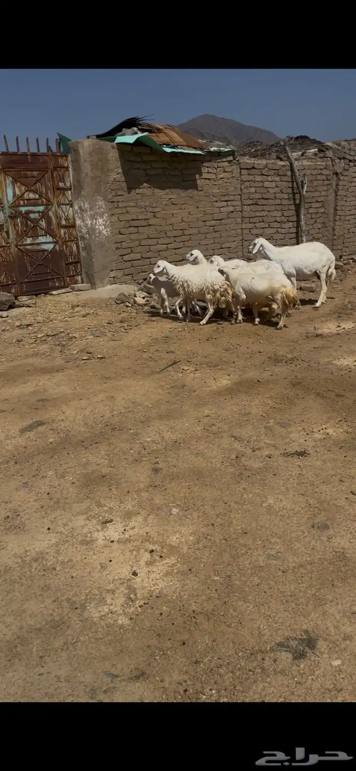 ضان للبيع ضان عجوز البيع مستعجل مستعجل 5