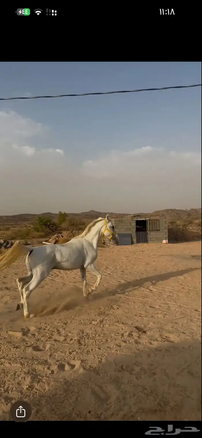 خيل شعبي كفو سليم على الشرط 3