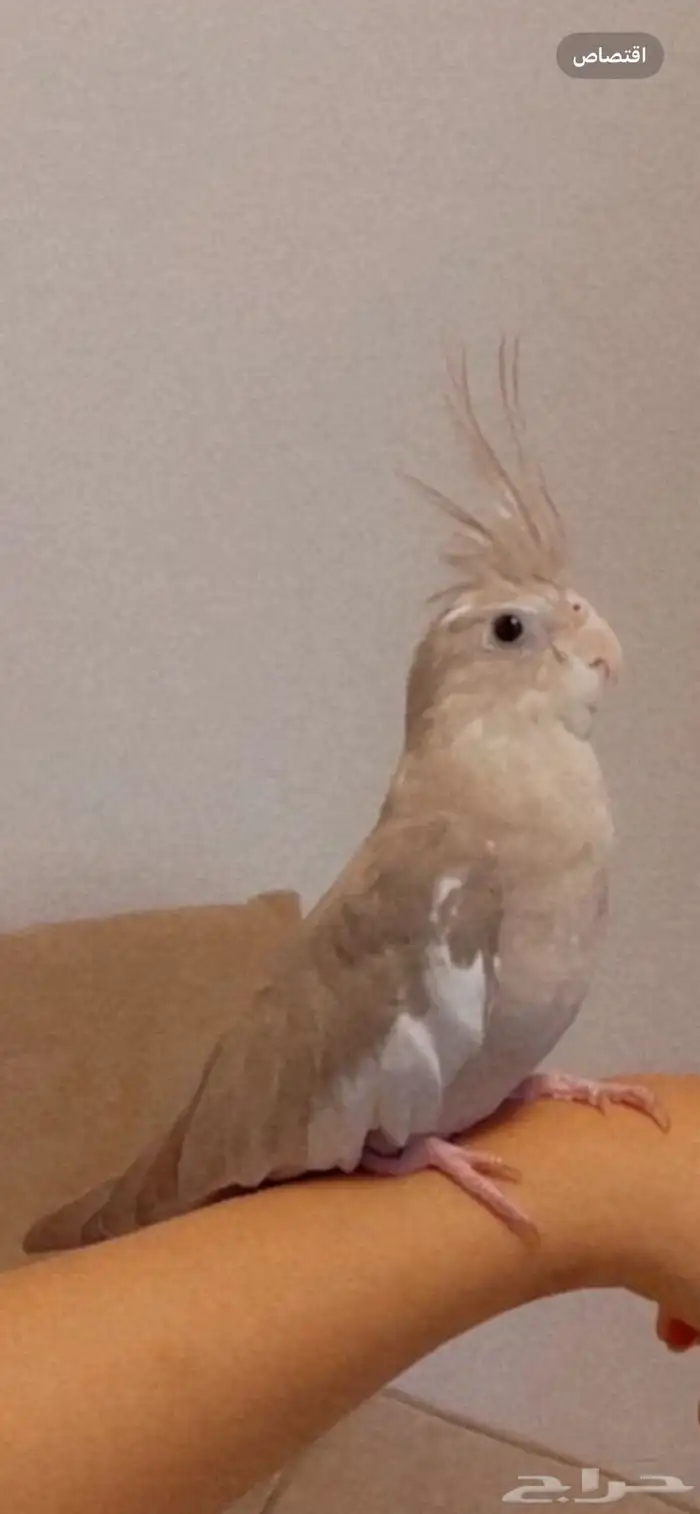 كروان للبيع 0