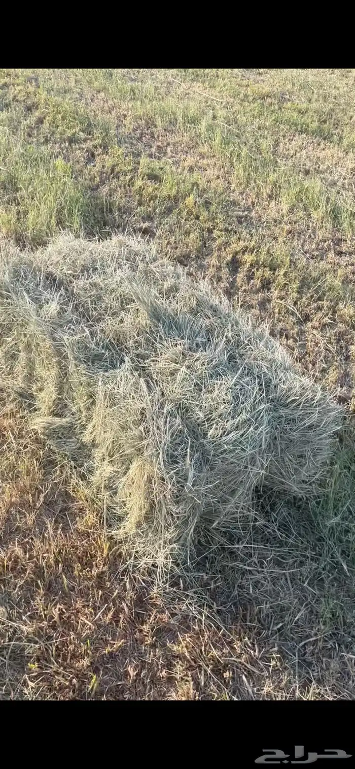 أعلاف بلوبنك ناعم 0