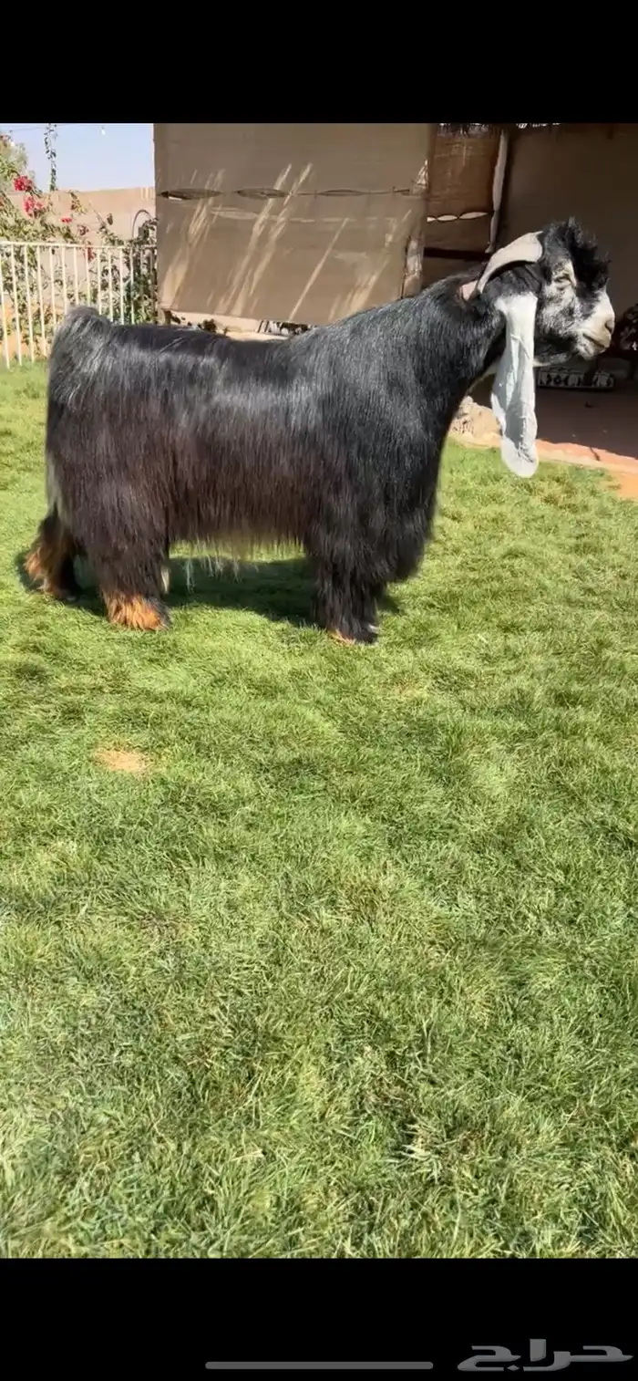 للبيع فحل عارضي كفو ومنتج تم البيع 0