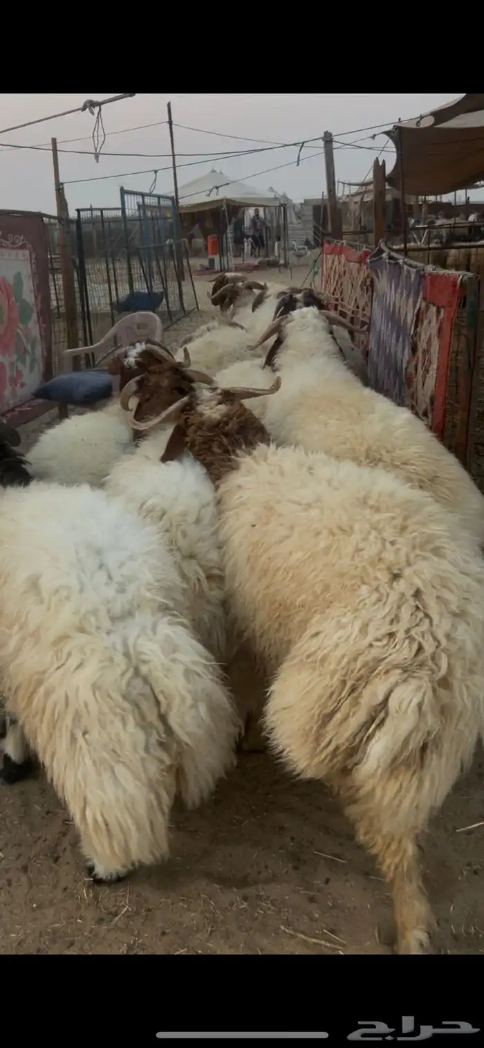 حريات جبر ووسط ونعيم جبر ووسط 12