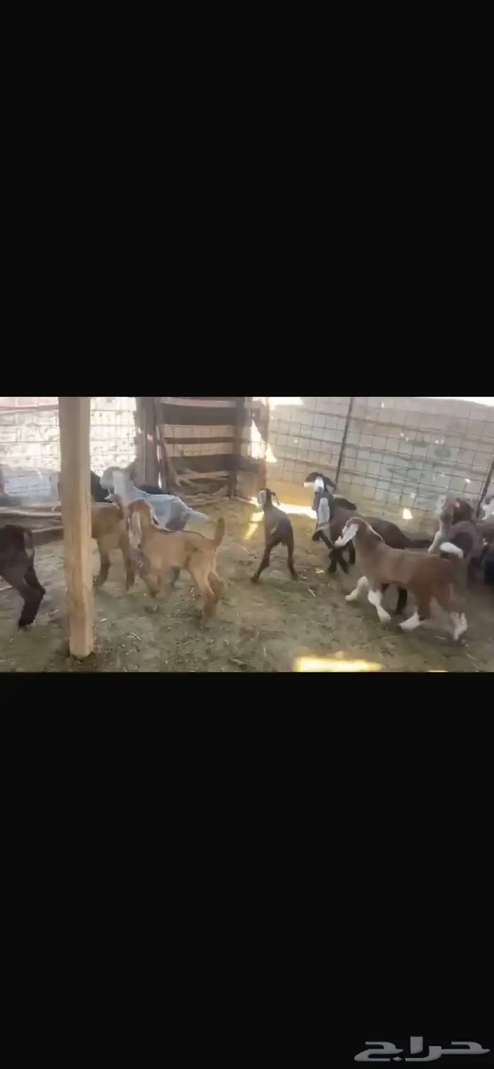 معزا العدد 23 تحتها 17 8