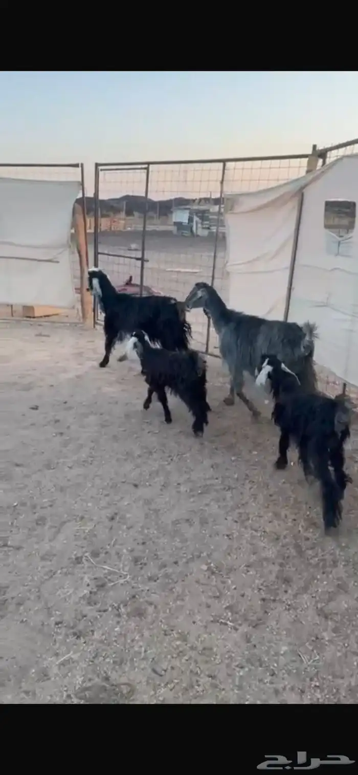 معزا 1