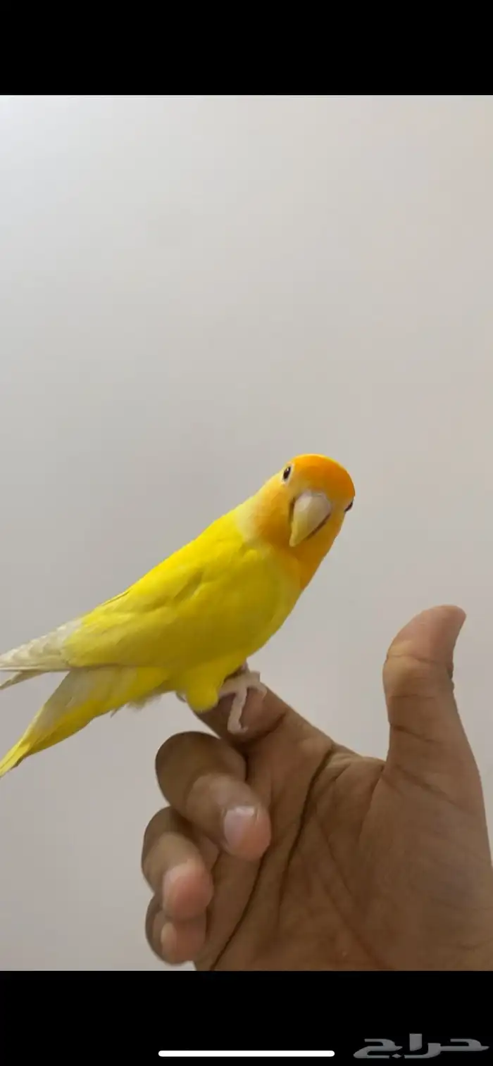 جوز روز مع فرخه 1