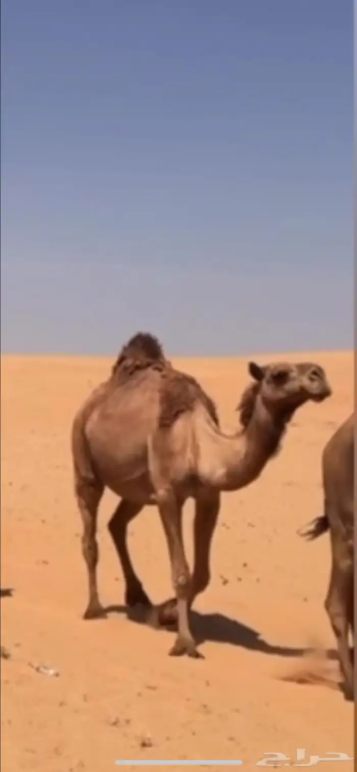 ناقه شعلا لقحه منيحه رقم واحد شرط 0