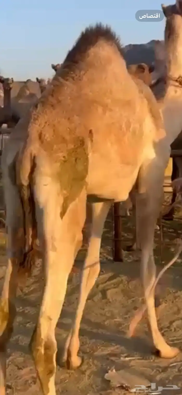 قعدان للبيع 0