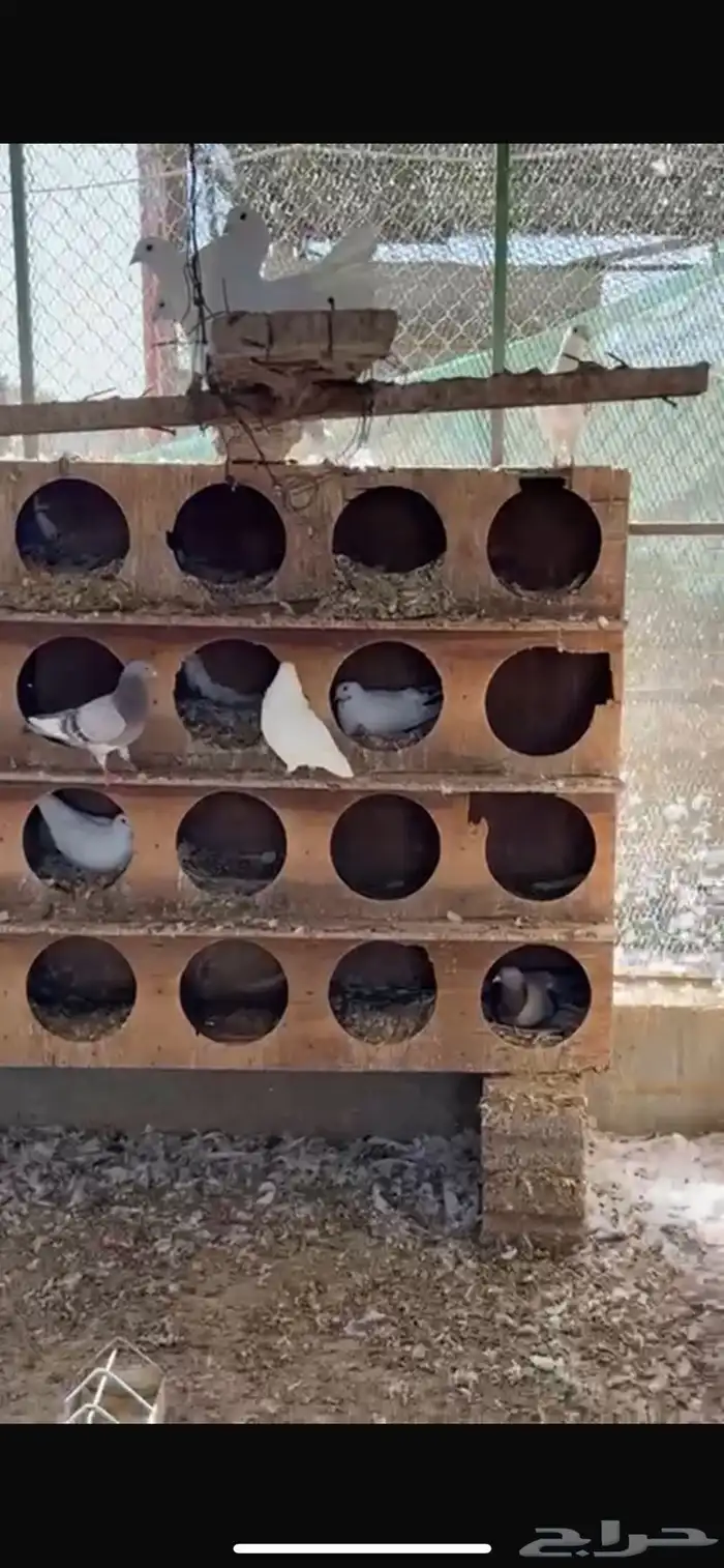 سلام عليكم عندي حول الثلاثين جوز حمام حدي بالجوز عشرين 3