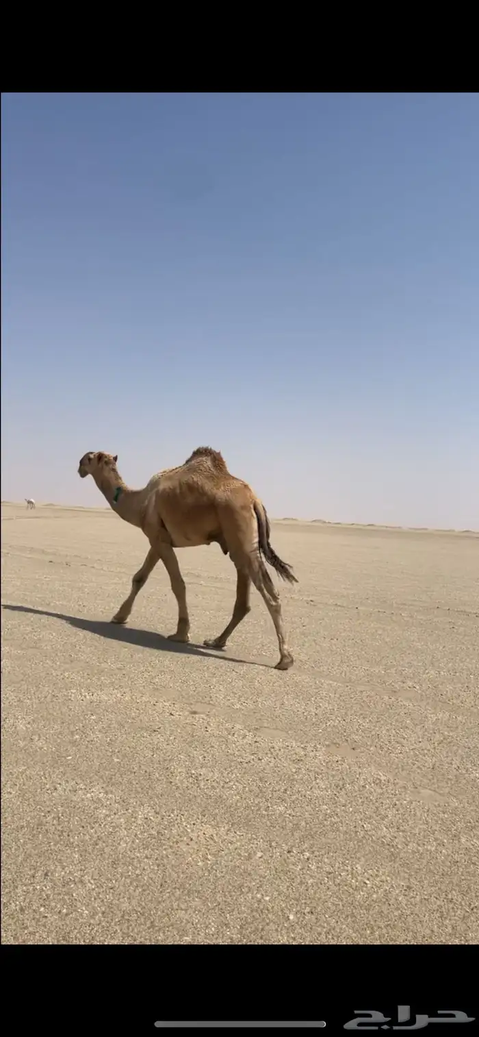 ابل للبيع مراح واحد بمعداتها 3