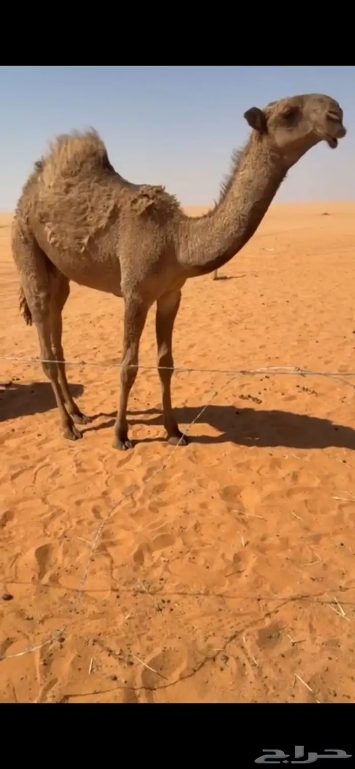 قعود حوار حيسوني كفو فردي على الصعب ولد عليان الحيسوني 0