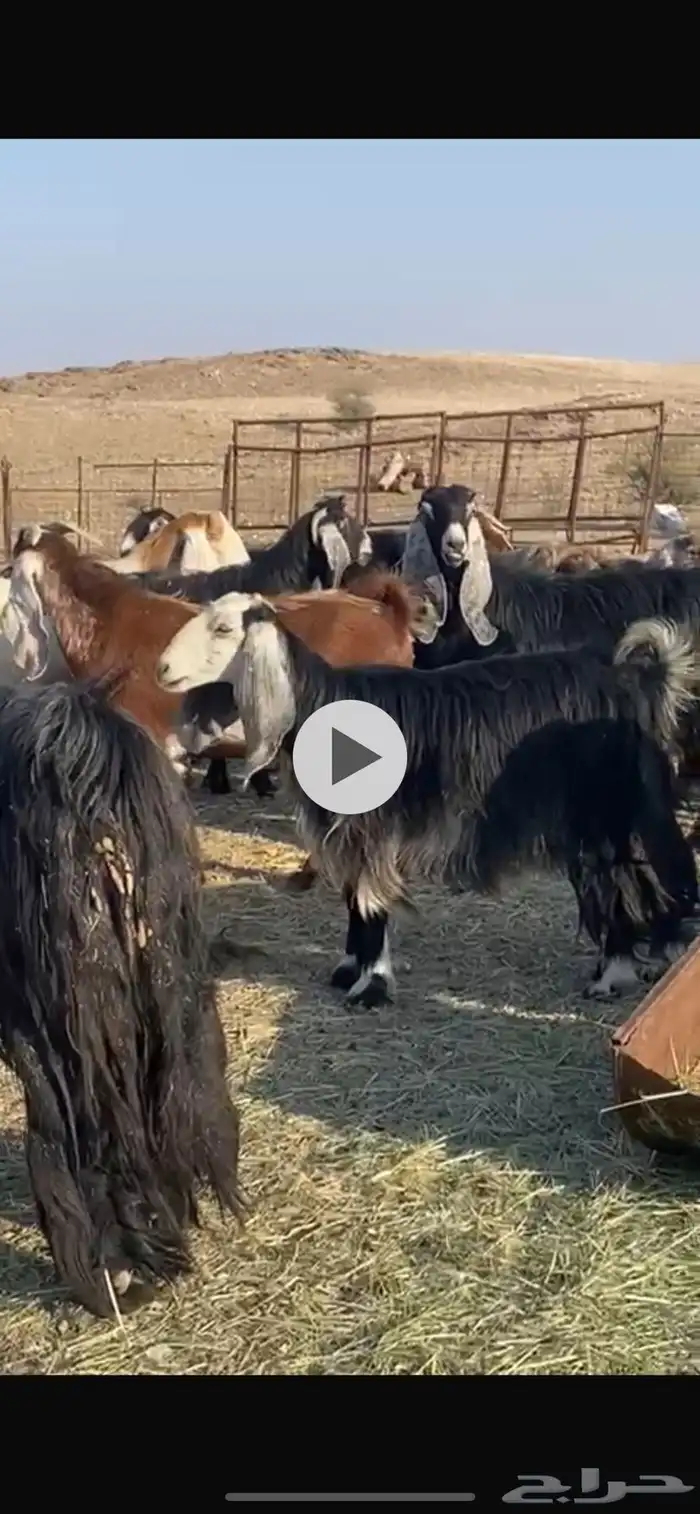 معزا عوارض صنف دفيع شرط 0
