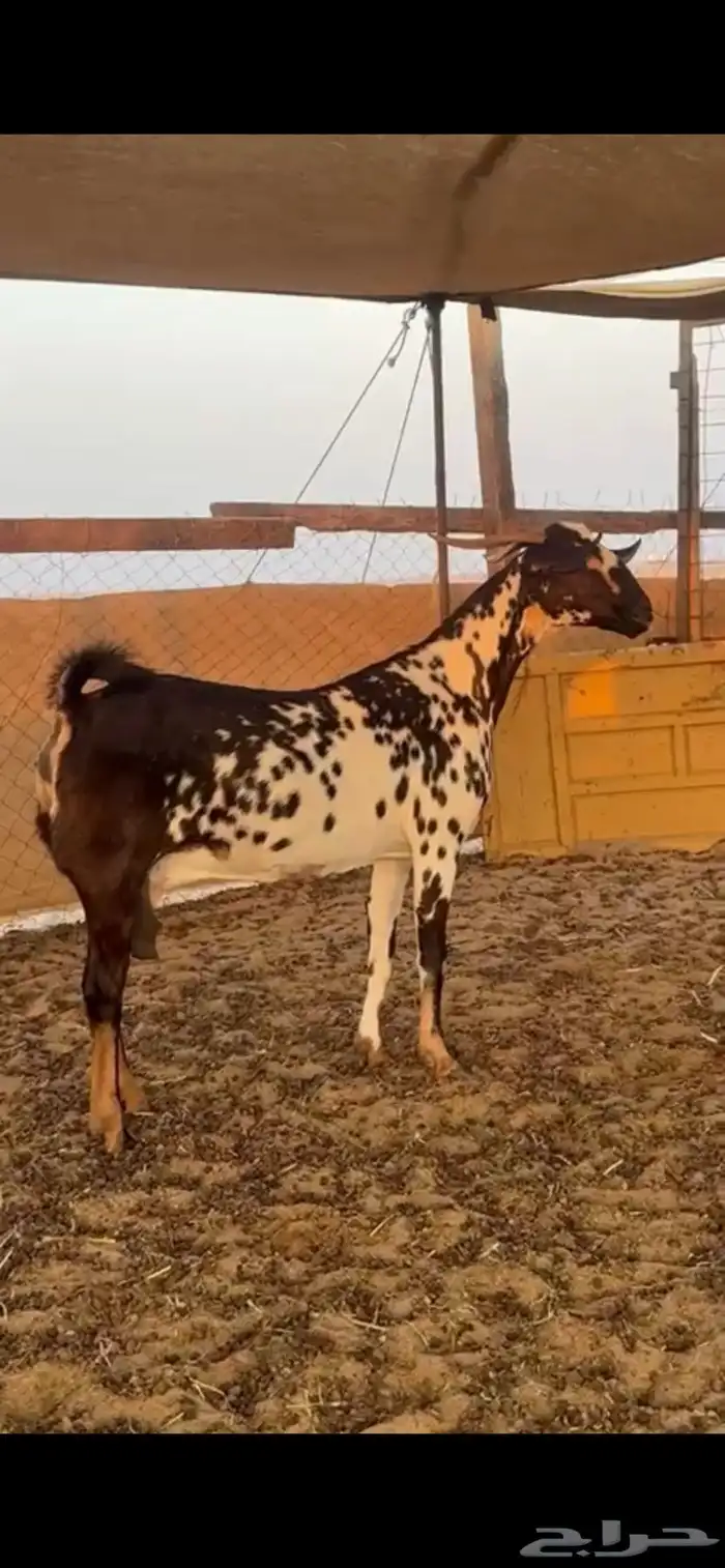 للبيع معزه بيشيه صنف دفع 0