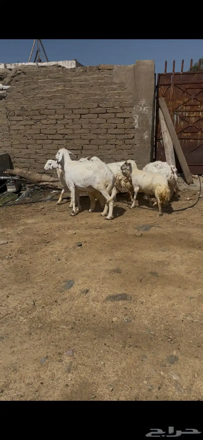 ضان للبيع ضان عجوز البيع مستعجل مستعجل 6