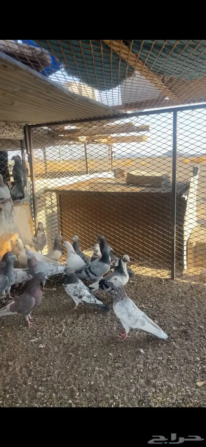 حمام للبيع 13 جوز 1