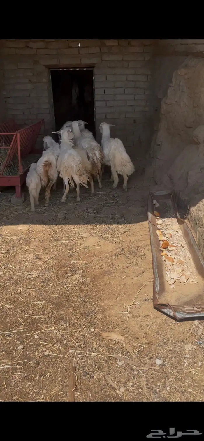 ضان للبيع ضان عجوز البيع مستعجل مستعجل 2