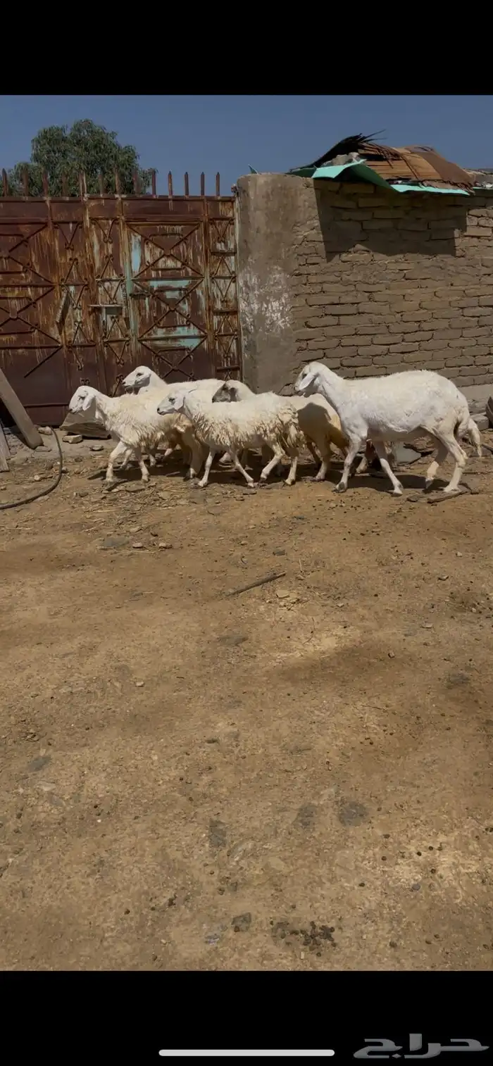 ضان للبيع ضان عجوز البيع مستعجل مستعجل 8