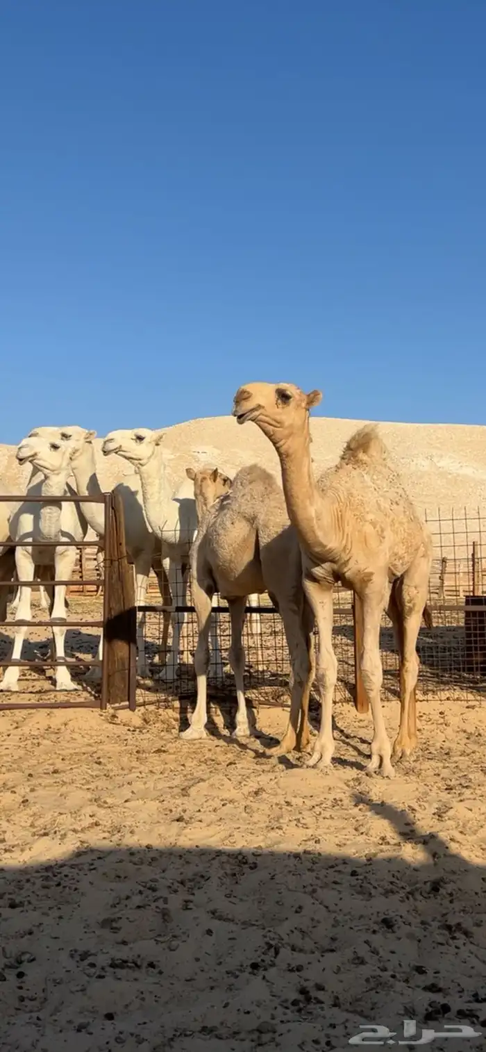 قعود باتلي طيب 0