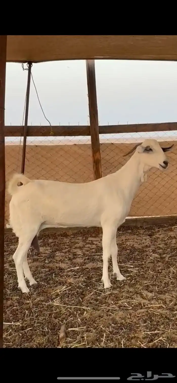للبيع معزه بيشيه صنف دفع 1