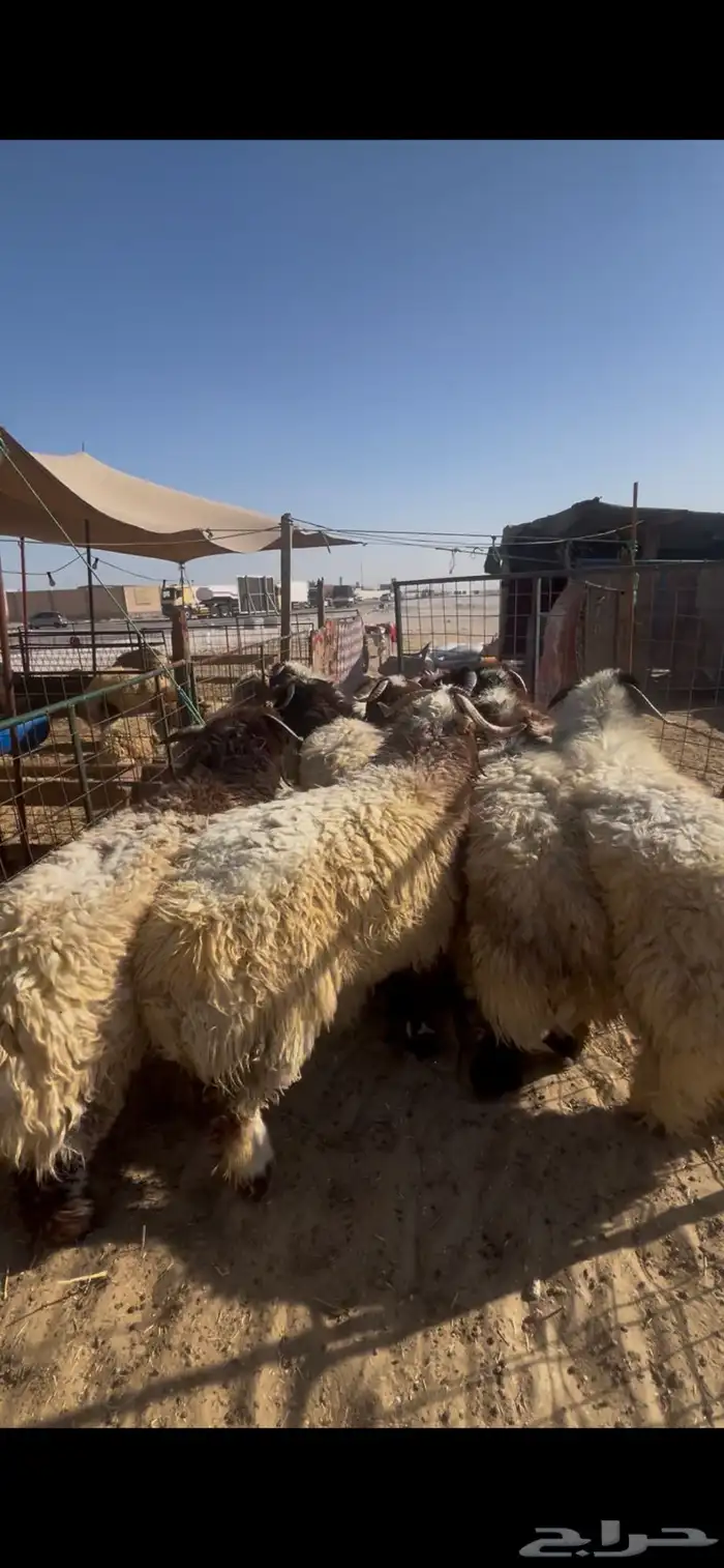 حريات جبر ووسط ونعيم جبر ووسط 6