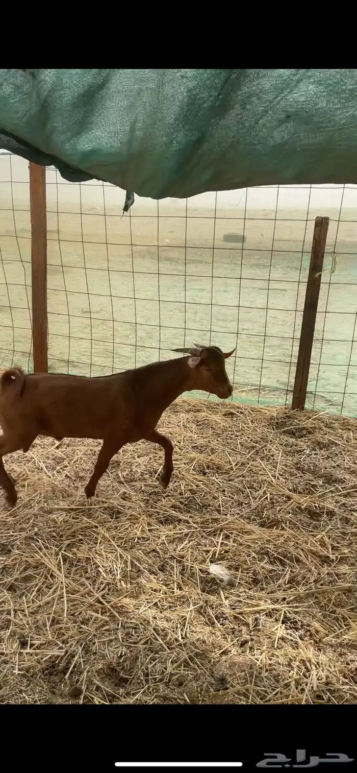 جميع انواع الذبائح متوفر حري سواكني تيوس محايلي يتوفر توصيل 1