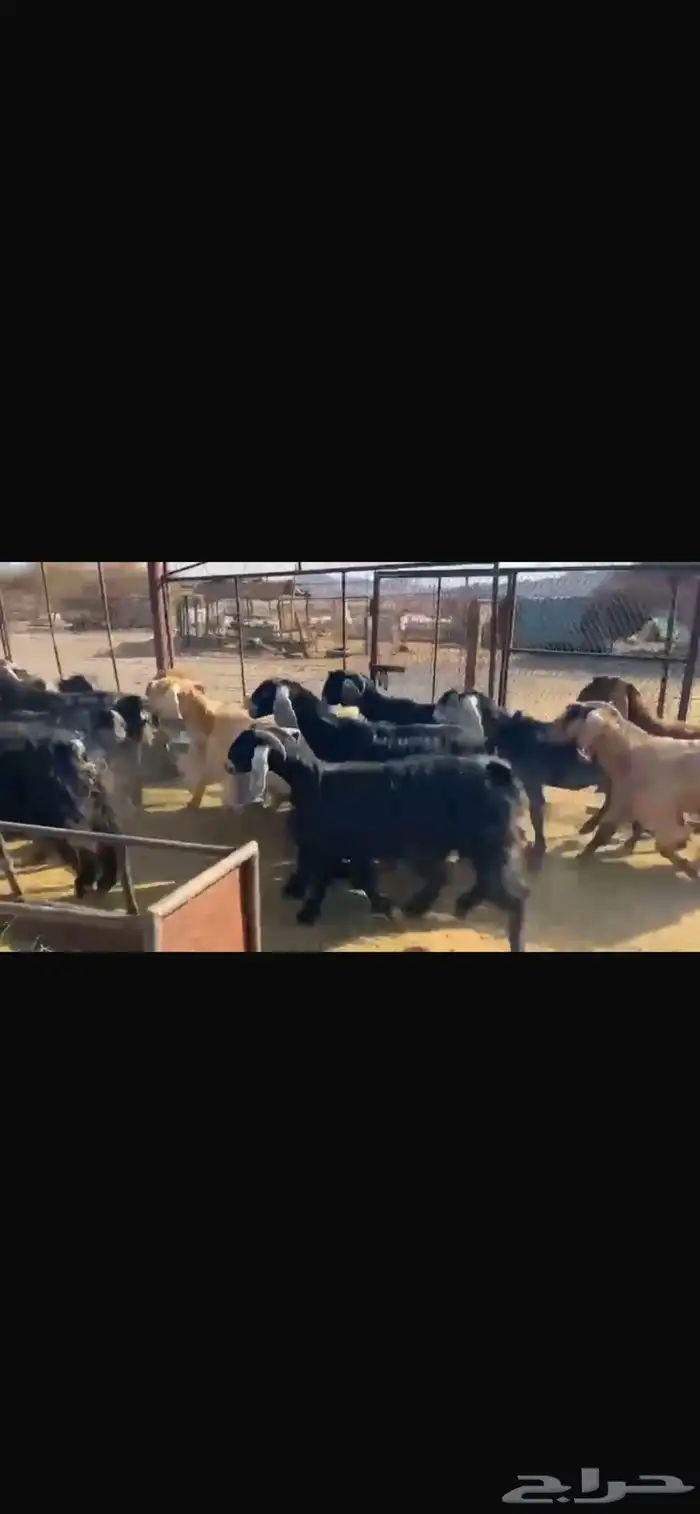 معزا العدد 23 تحتها 17 6