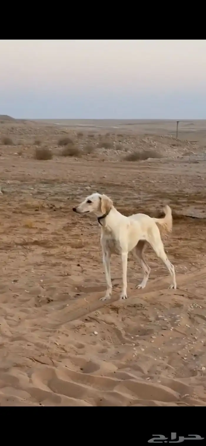 سلقه بدل 0