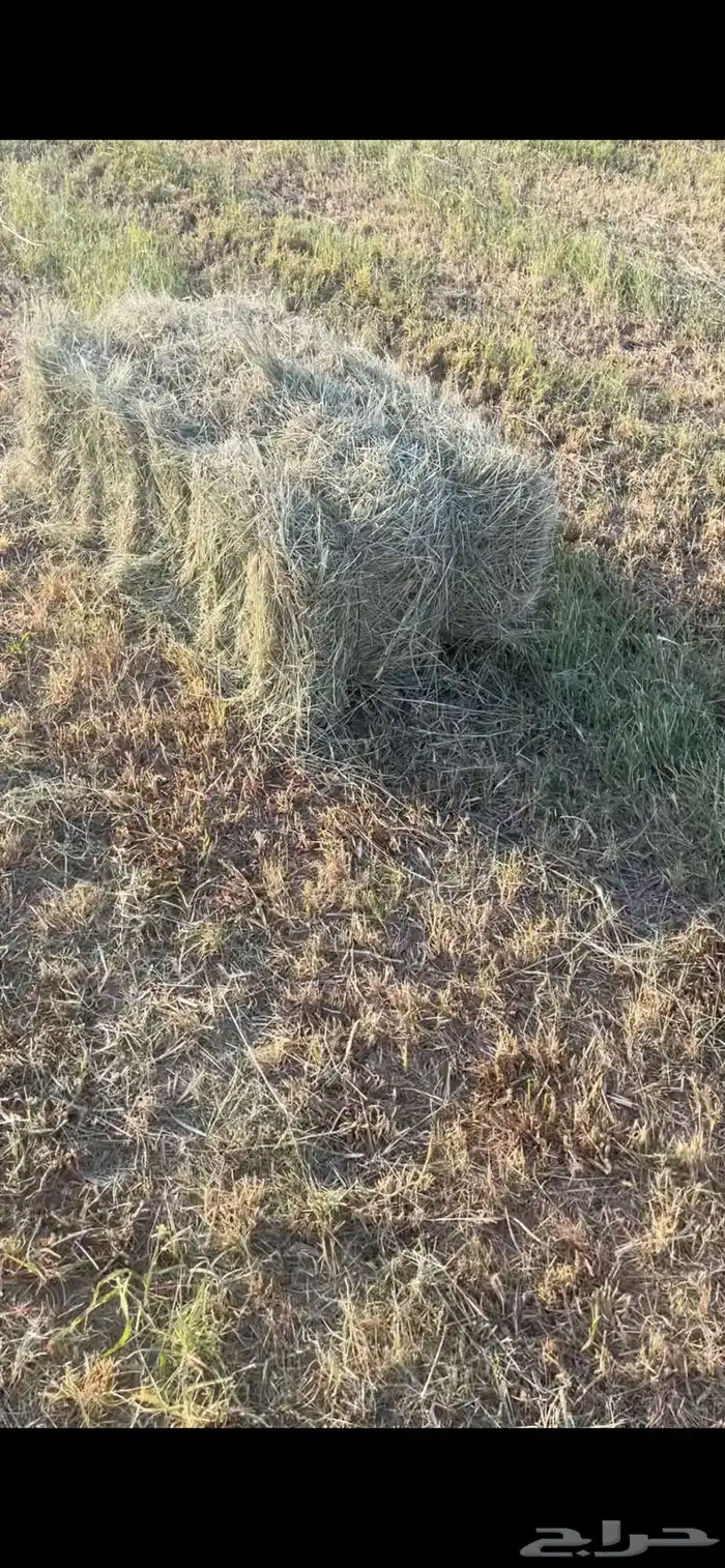 أعلاف بلوبنك ناعم 1