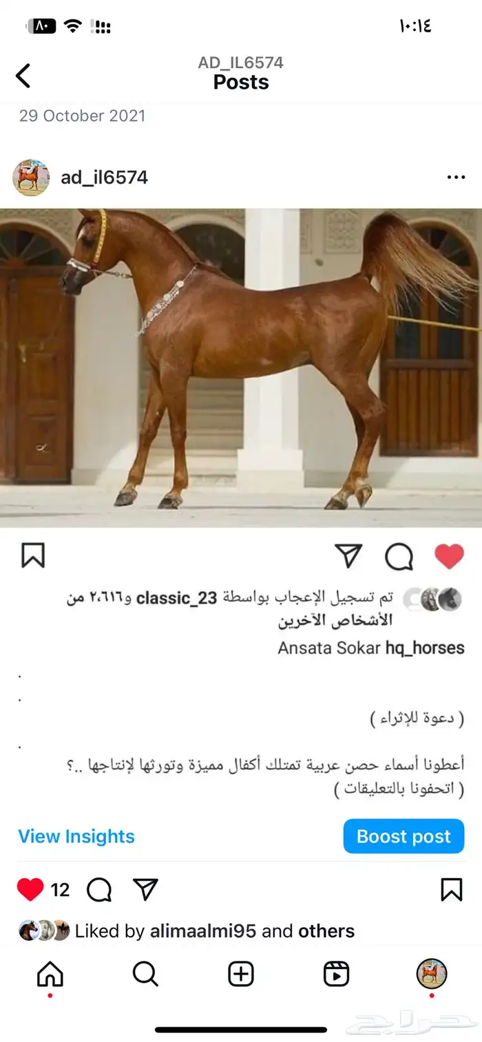 حصان فاخر فحل مربط مصري بيور 2